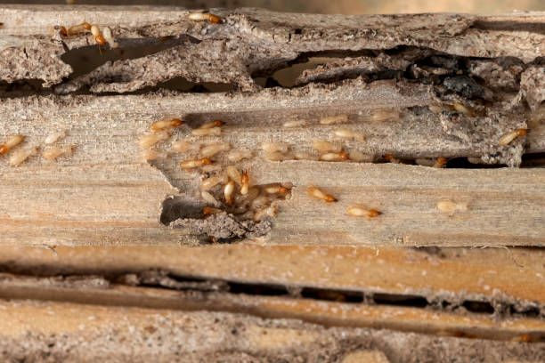 Best Bed Bug Extermination  in Washington Park, IL